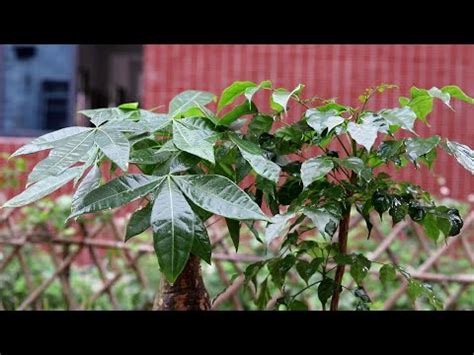 擋煞氣 植物|擋煞植物實測：效果驚人